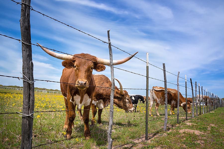 Farm and Ranch Insurance - Texas Longhorn and Other Cattle Graze in a Meadow Behind a Fence, on a Sunny Day